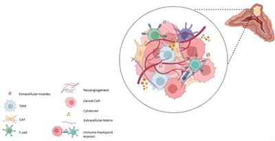 Tumour microenvironment in pheochromocytoma and paraganglioma